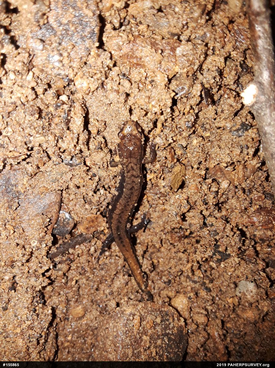 Allegheny Mountain Dusky Salamander