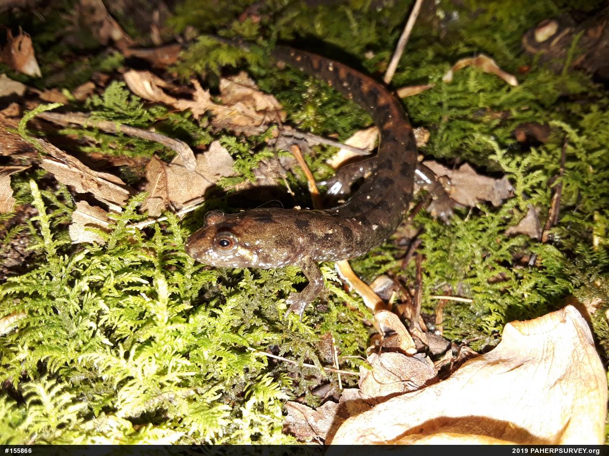 Seal Salamander