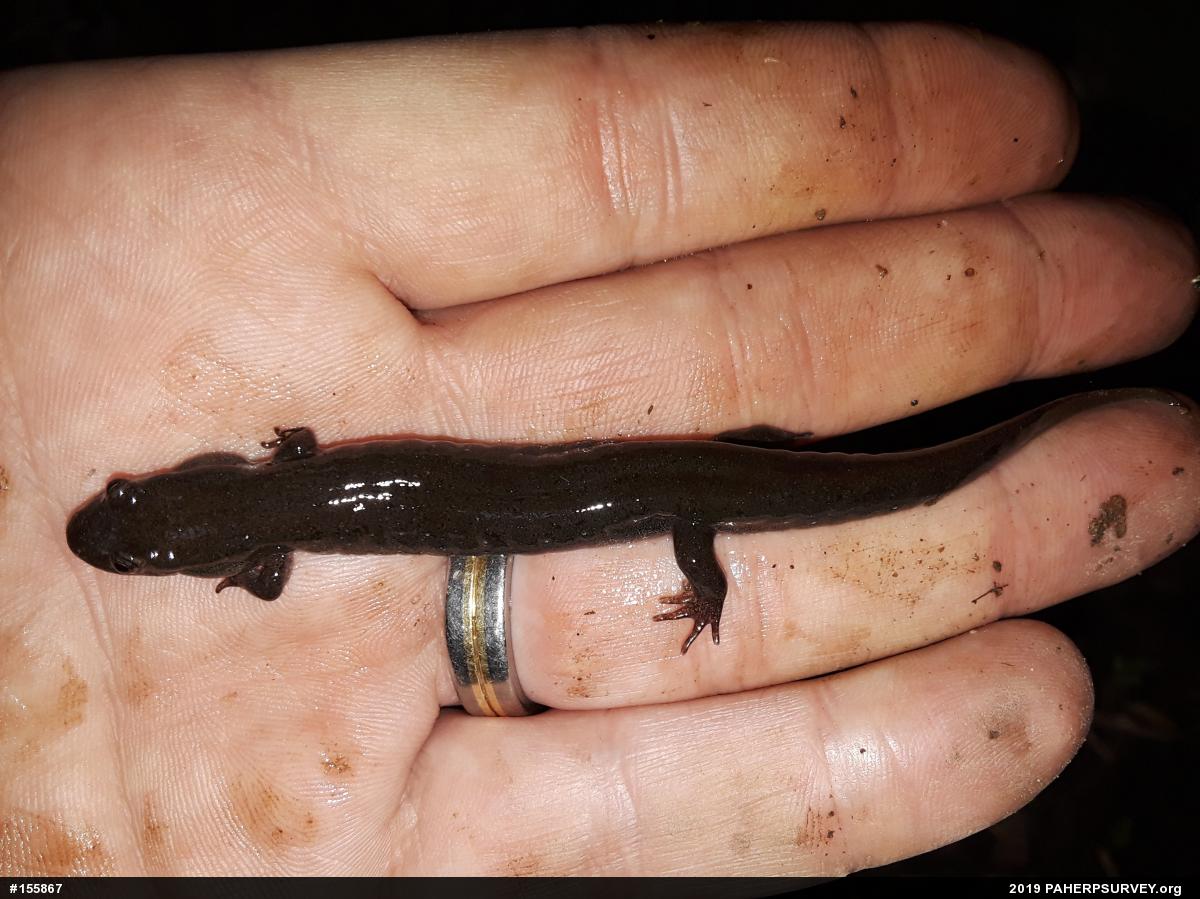Northern Dusky Salamander