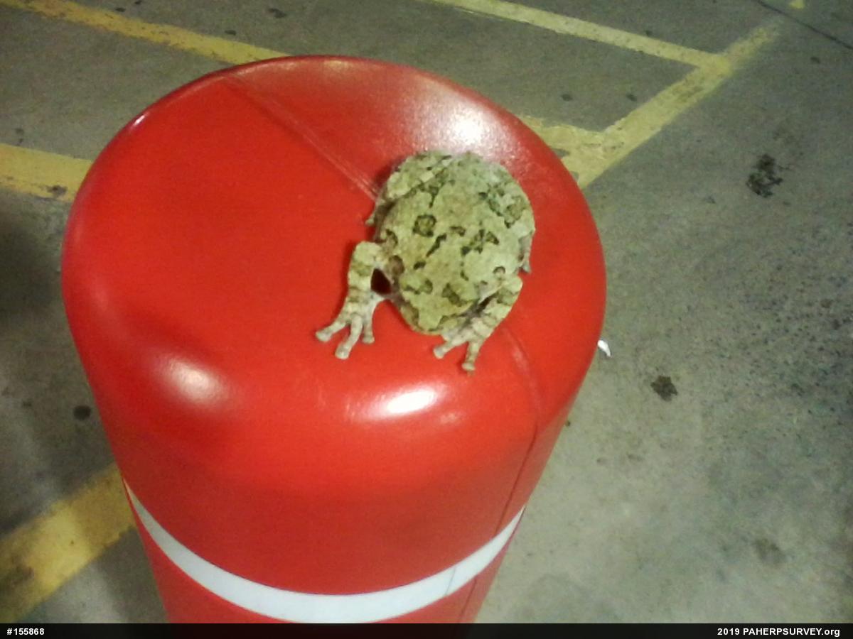 Unknown Gray Treefrog