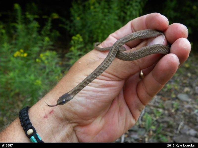 Red-bellied Snake