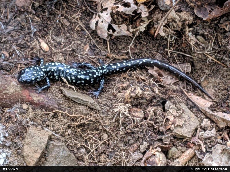 Northern Slimy Salamander