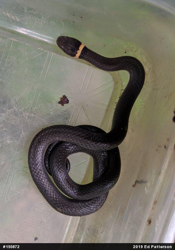 Northern Ring-necked Snake