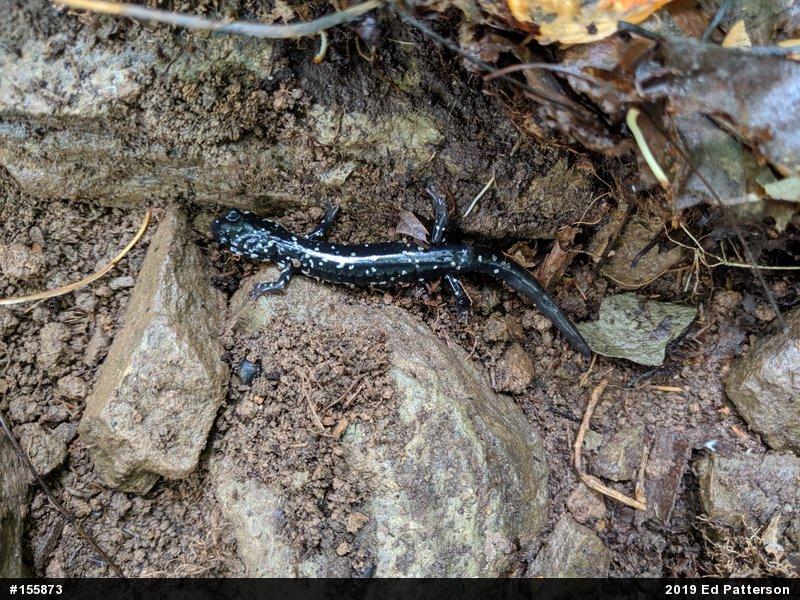 Northern Slimy Salamander