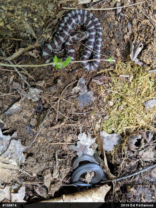 Eastern Milksnake