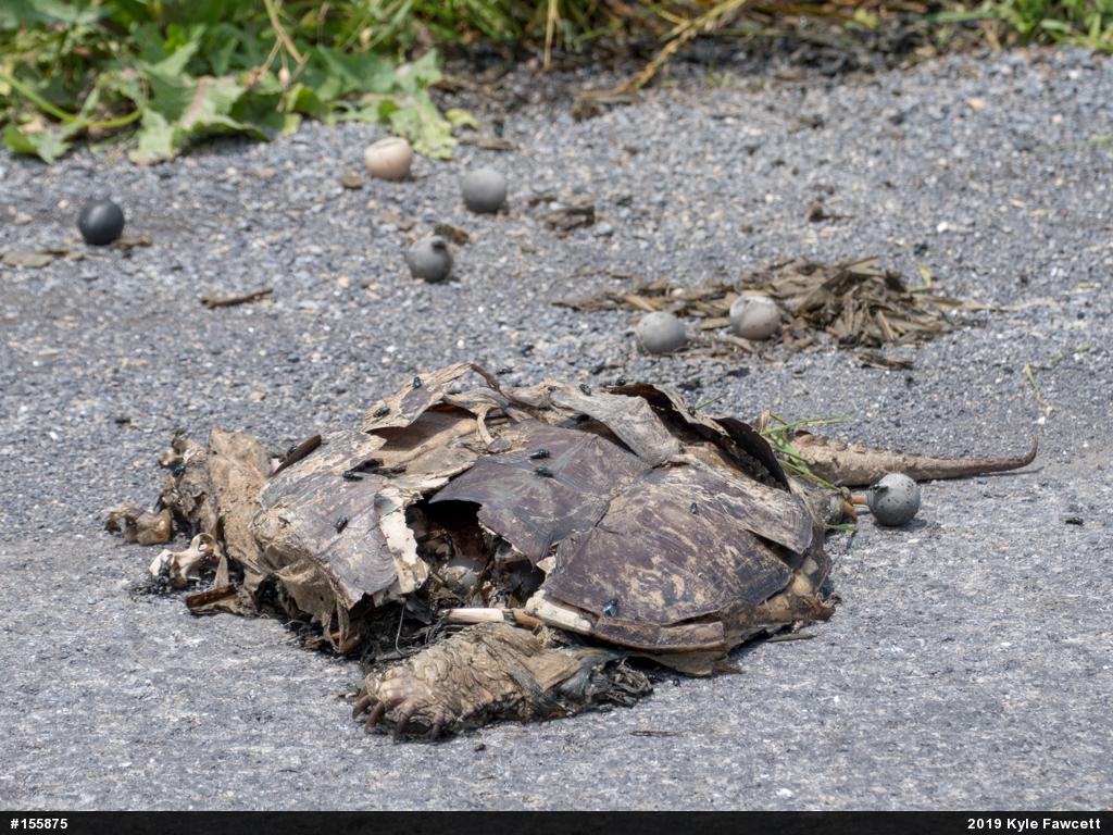 Snapping Turtle