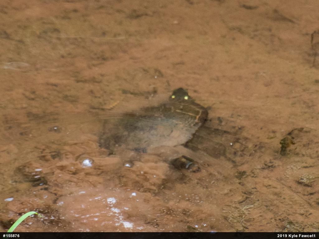 Painted Turtle