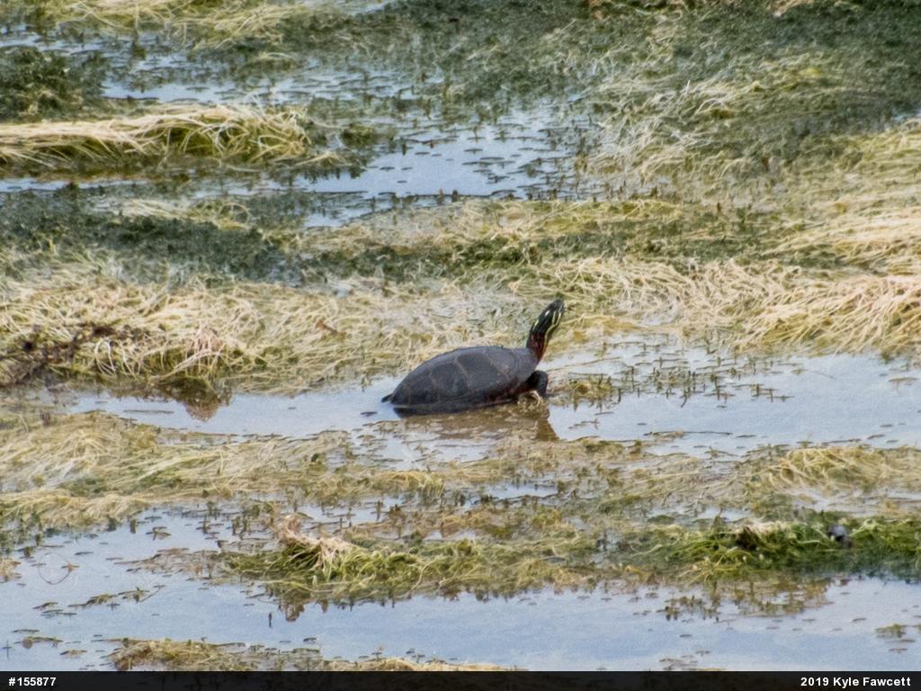 Painted Turtle