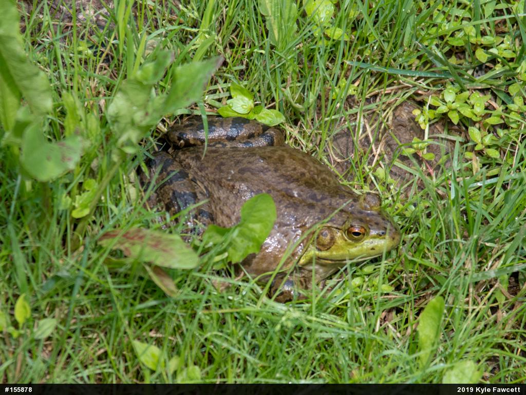 American Bullfrog