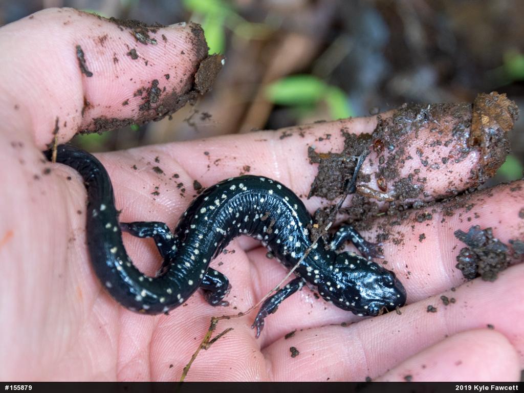 Northern Slimy Salamander