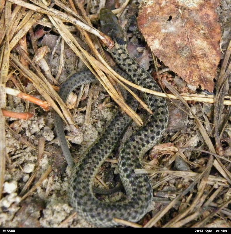 Eastern Gartersnake