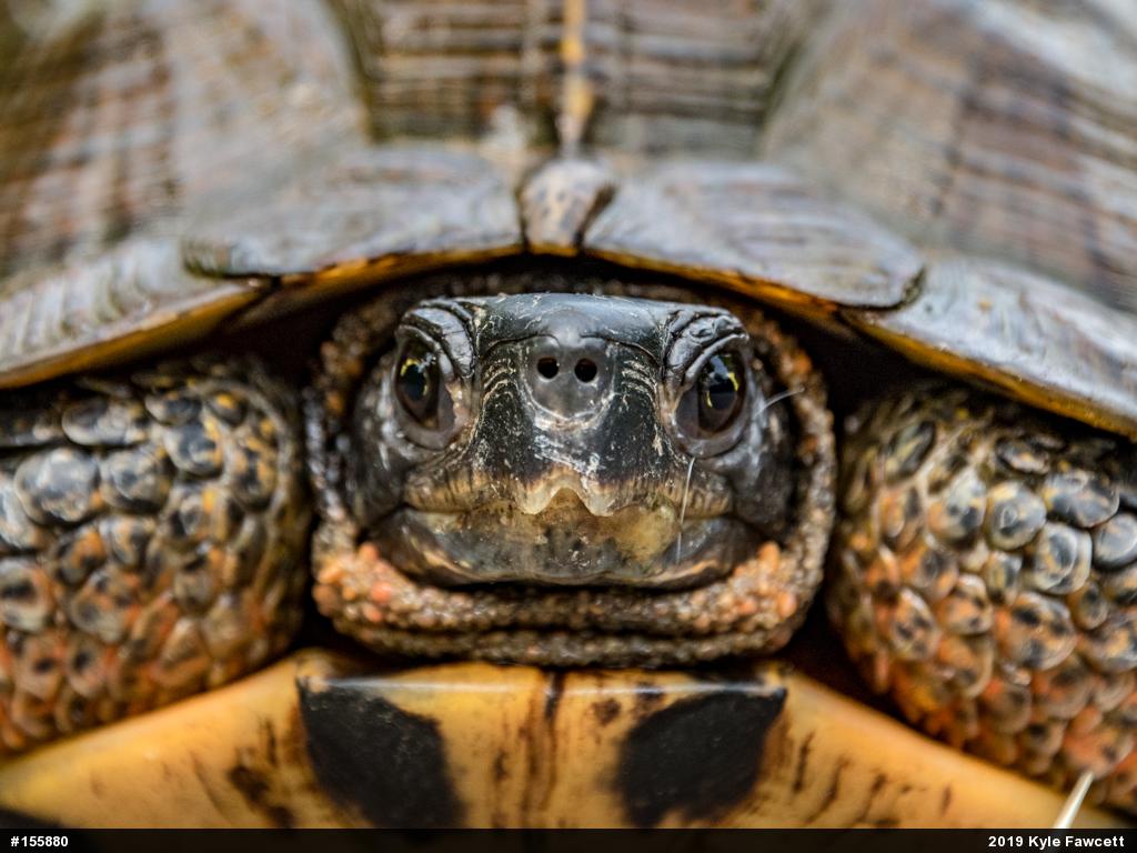 Wood Turtle