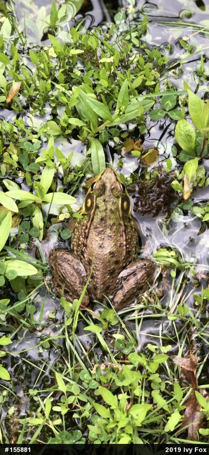 Green Frog