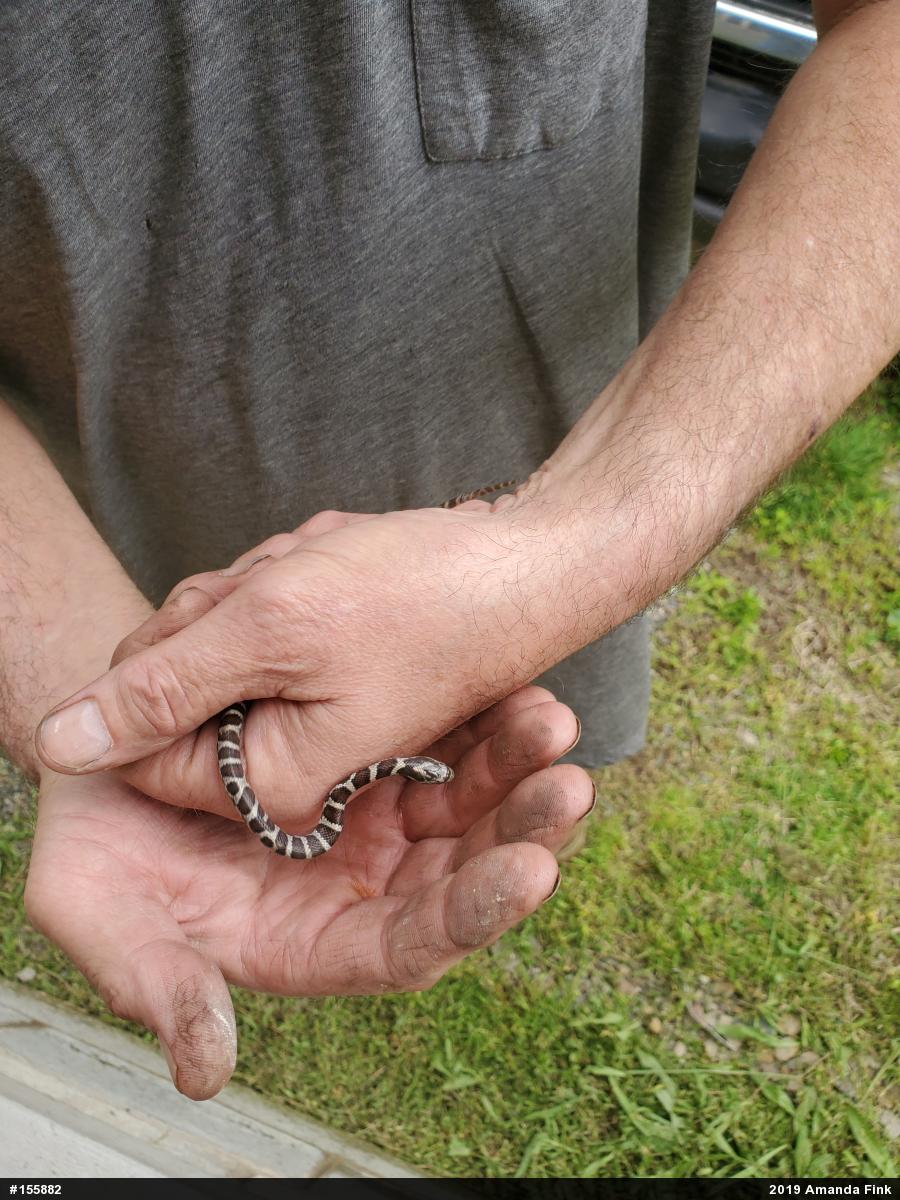 Eastern Milksnake