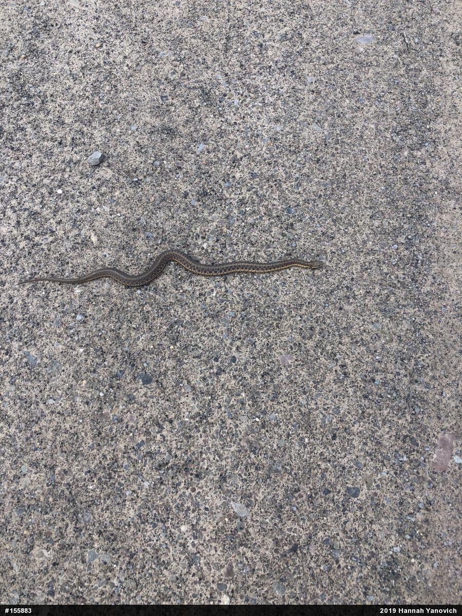 Eastern Gartersnake