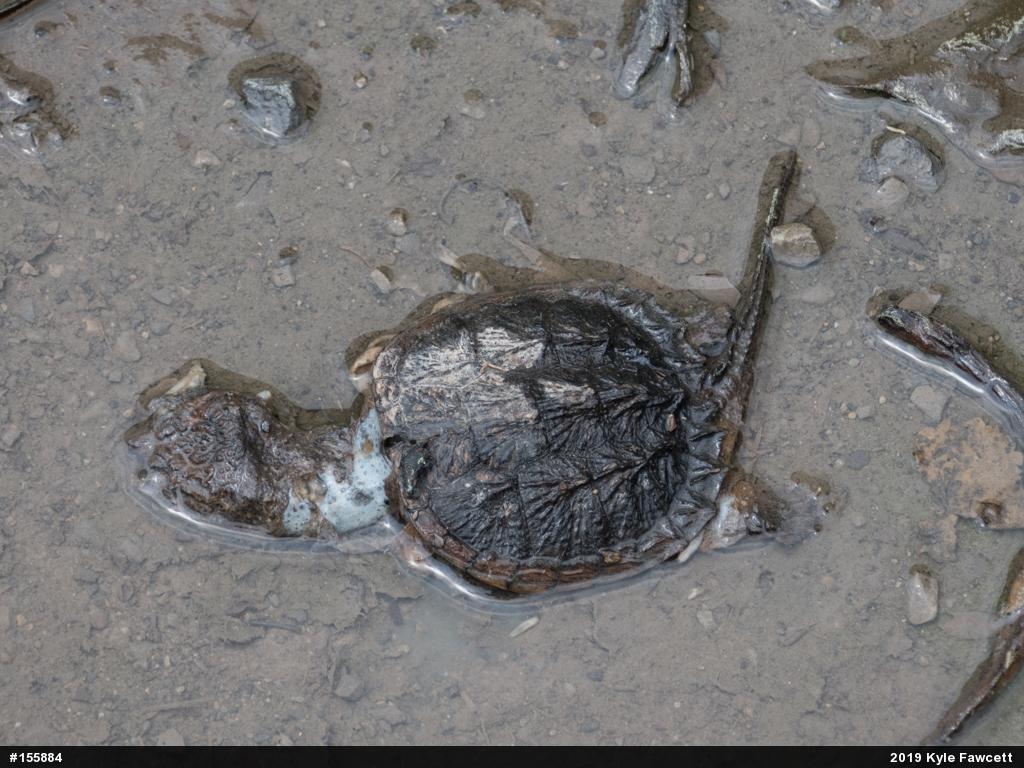 Snapping Turtle