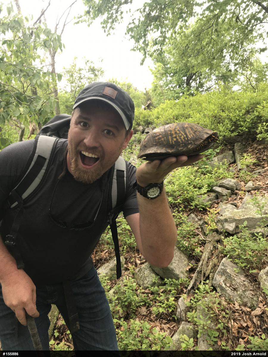 Eastern Box Turtle
