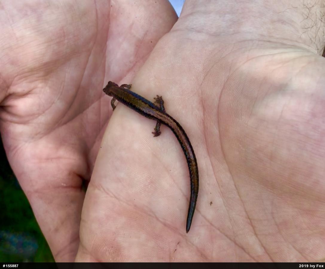 Eastern Red-backed  Salamander