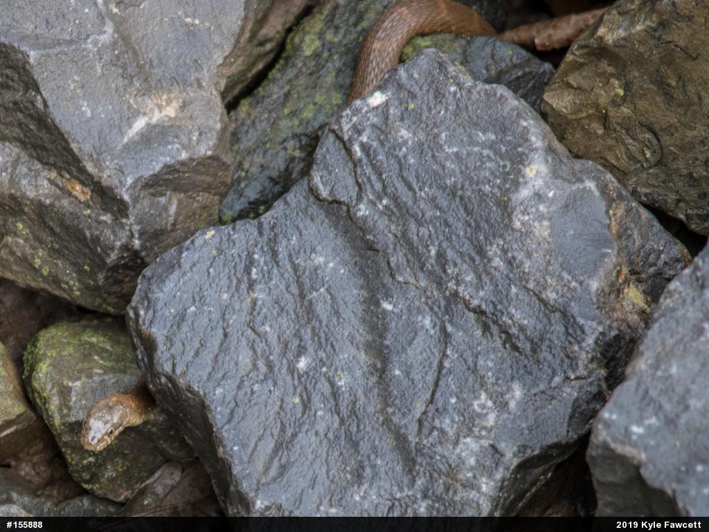 Northern Watersnake