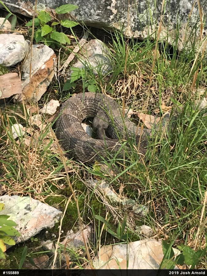 Timber Rattlesnake