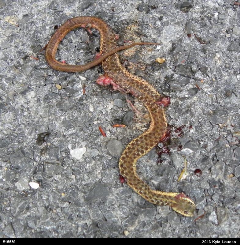 Eastern Gartersnake
