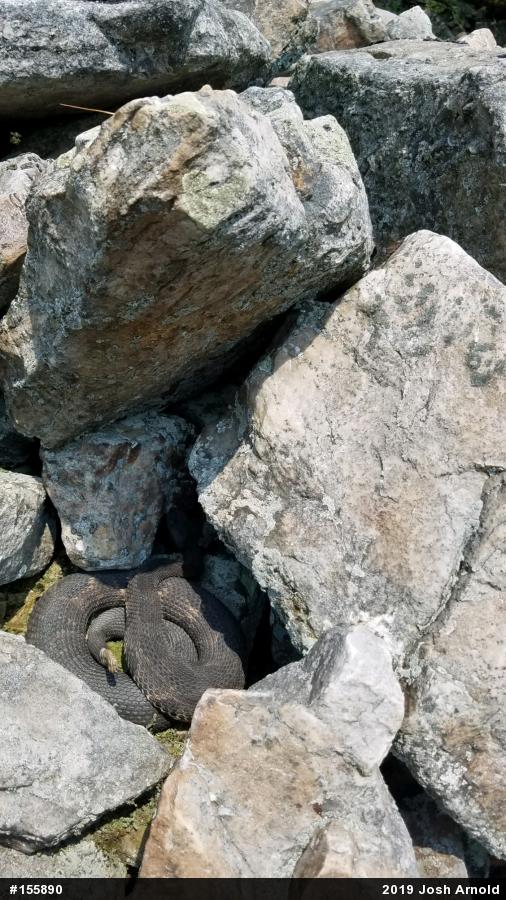 Timber Rattlesnake