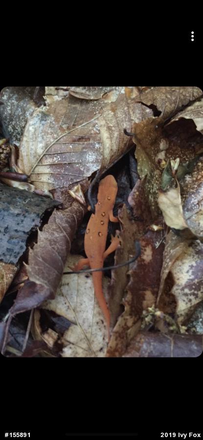 Red-spotted Newt