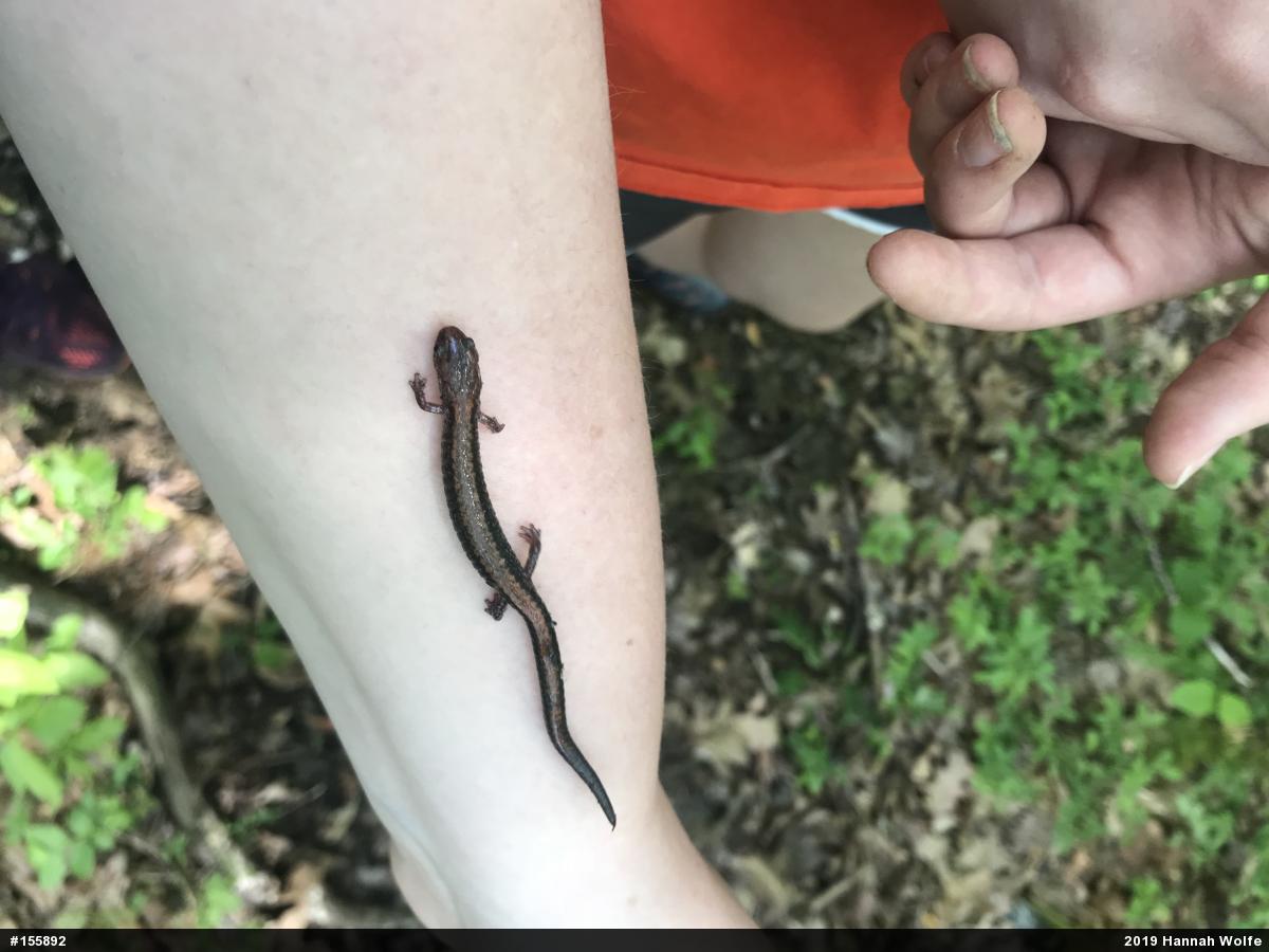 Eastern Red-backed  Salamander