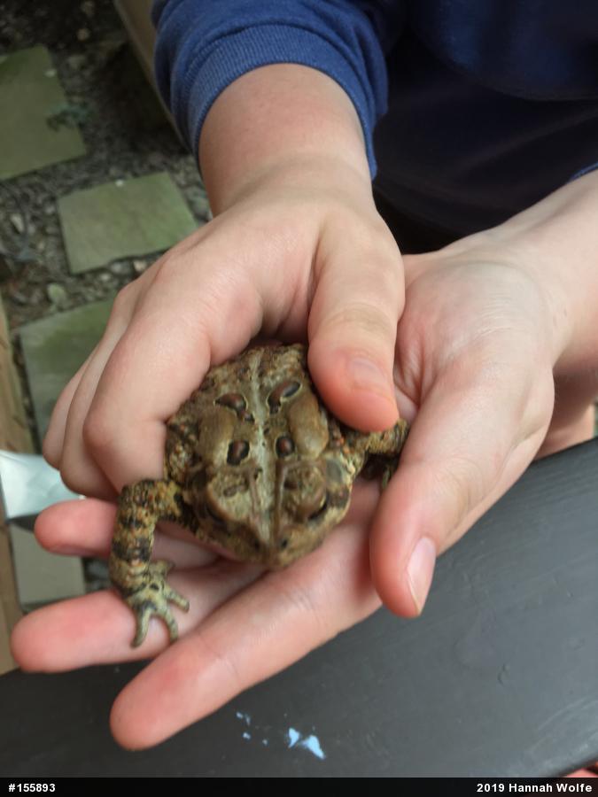 Eastern American Toad