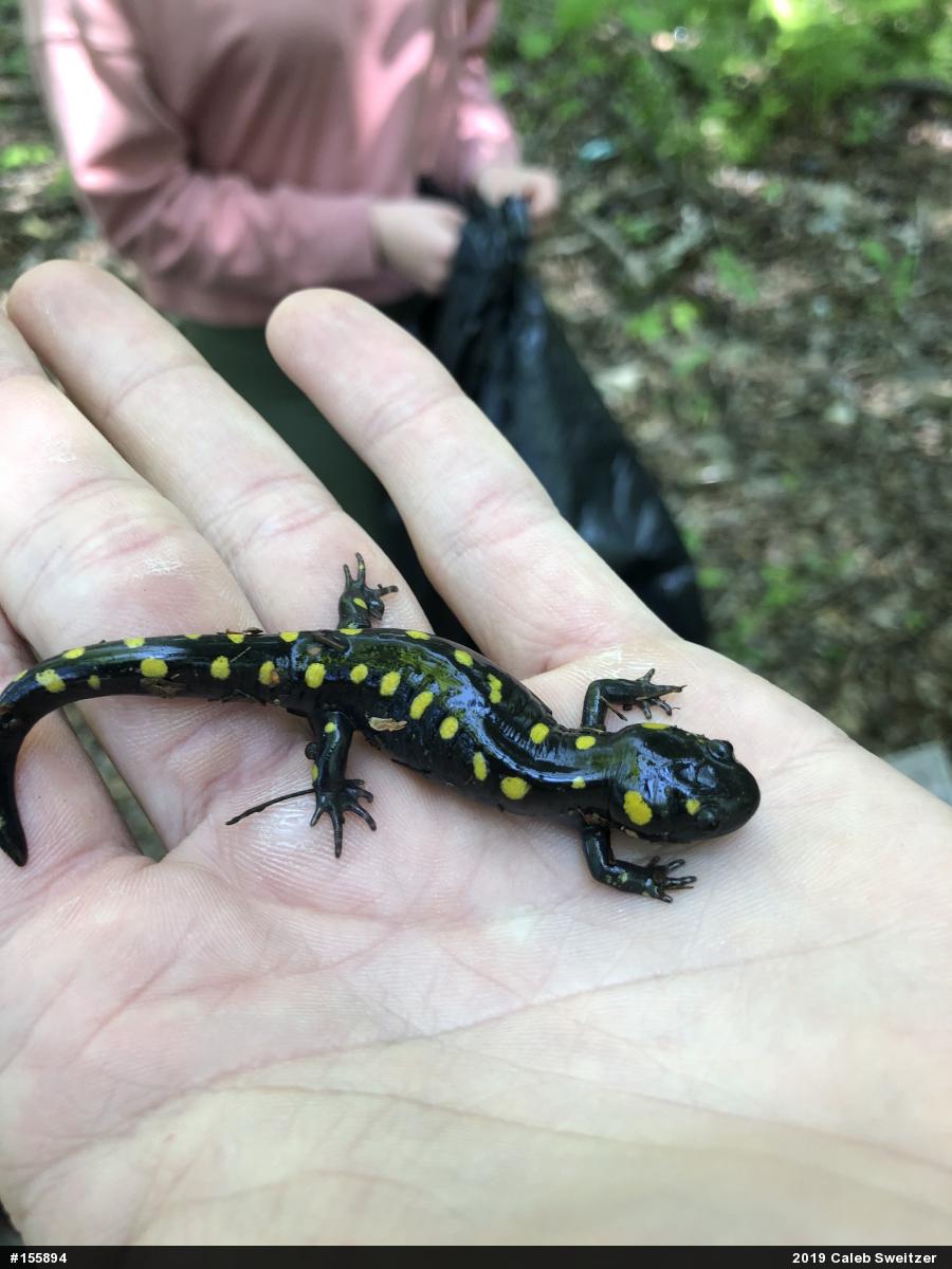Spotted Salamander