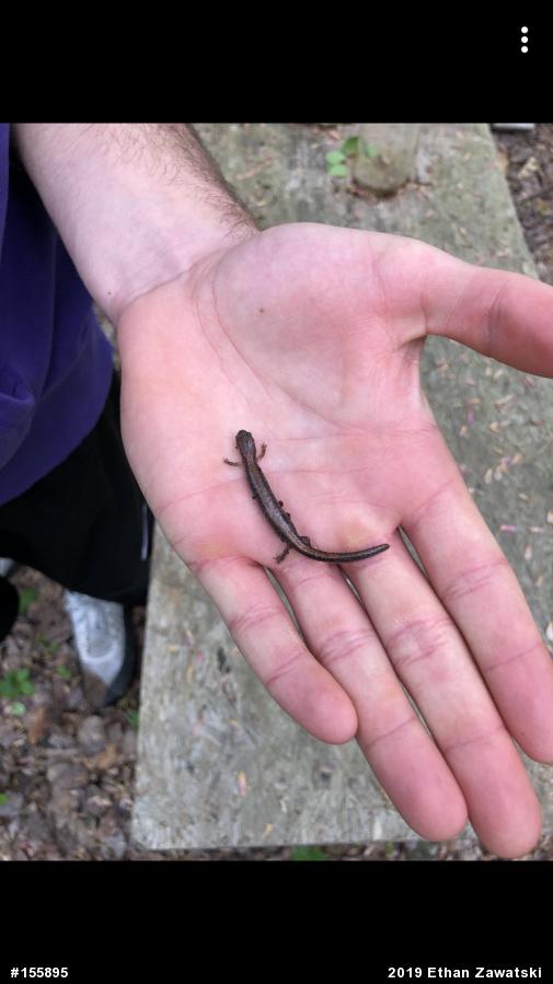 Eastern Red-backed  Salamander