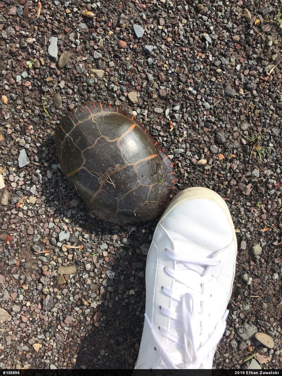 Painted Turtle