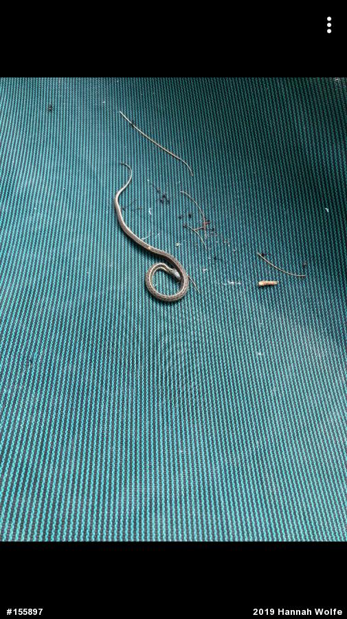 Eastern Gartersnake