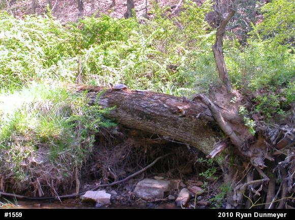 Wood Turtle