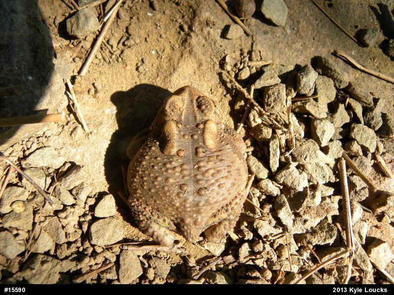 Eastern American Toad