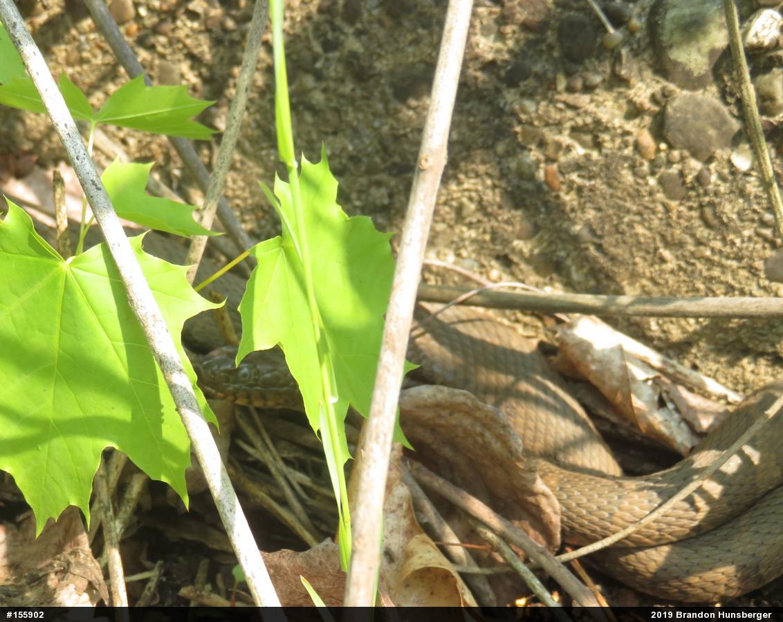 Northern Watersnake