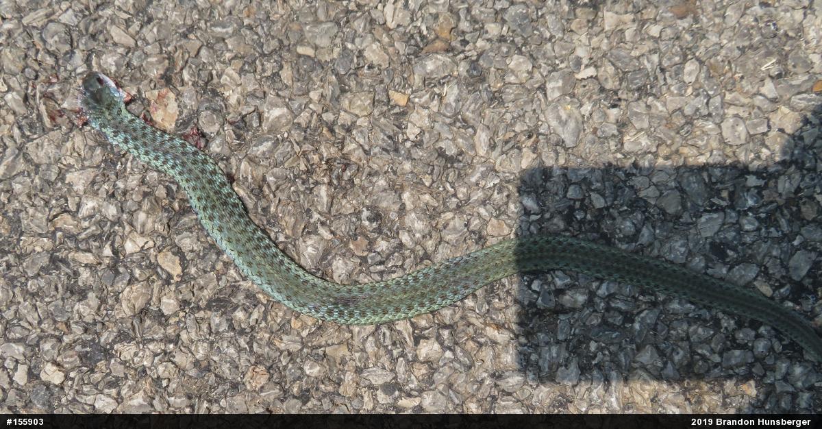 Eastern Gartersnake