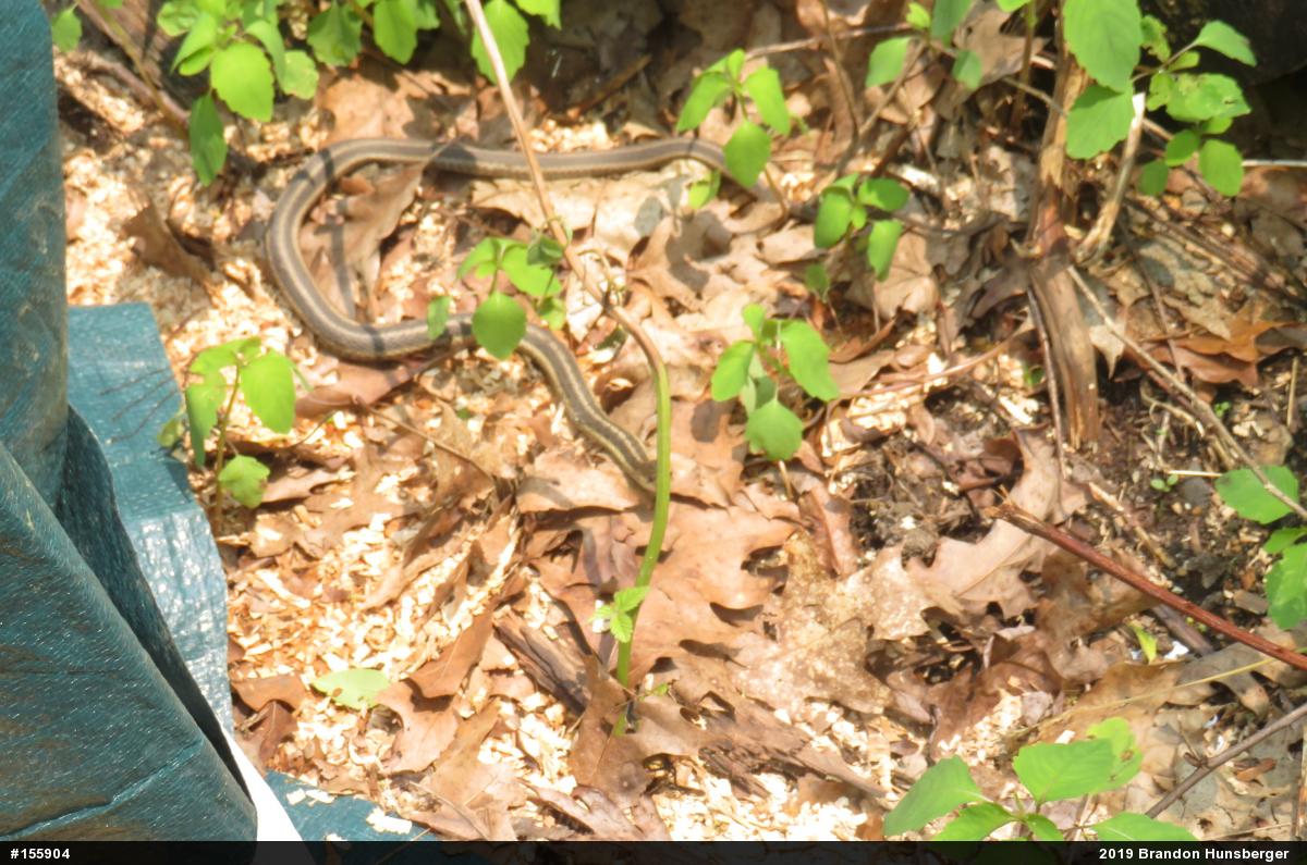 Eastern Gartersnake