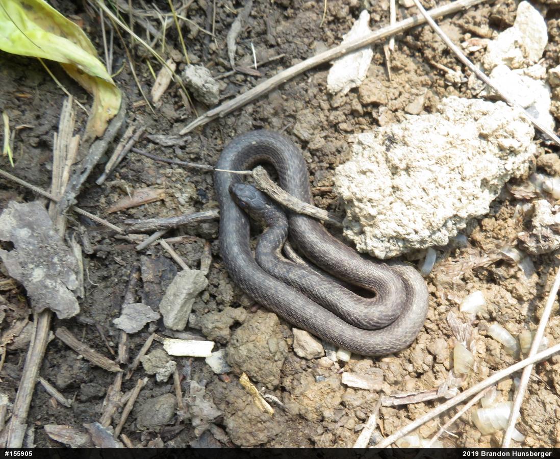 Eastern Gartersnake