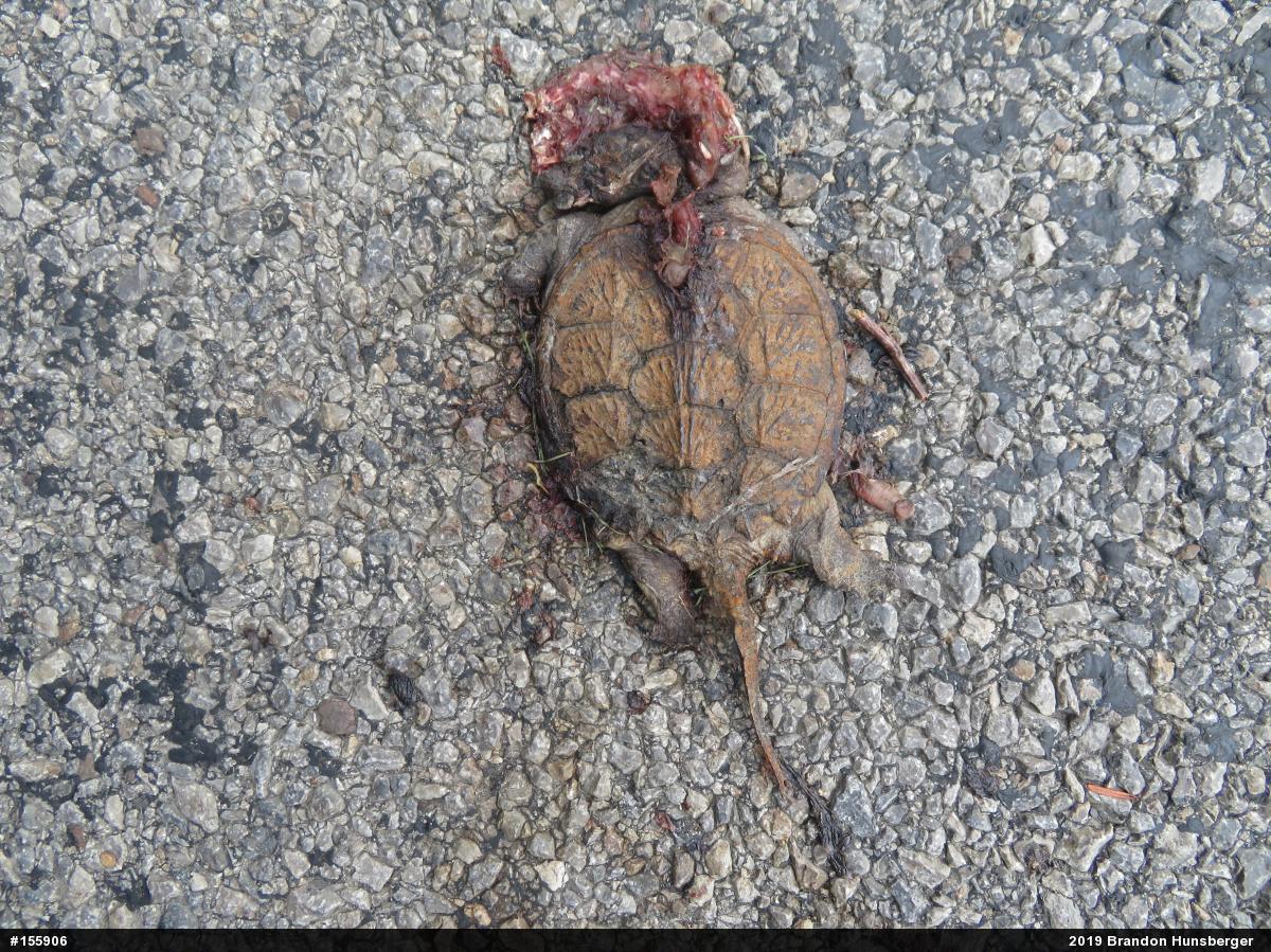 Snapping Turtle