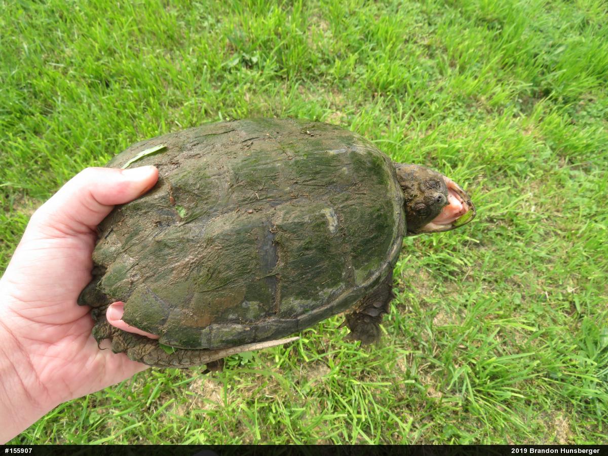 Snapping Turtle