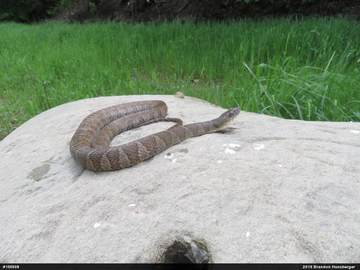 Northern Watersnake