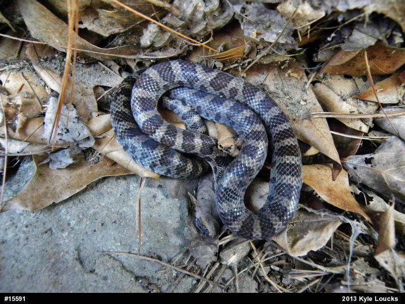 Eastern Milksnake
