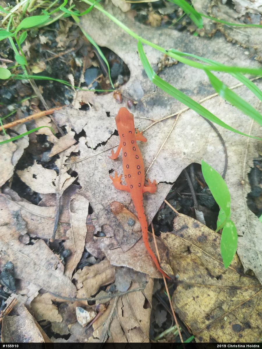 Red-spotted Newt