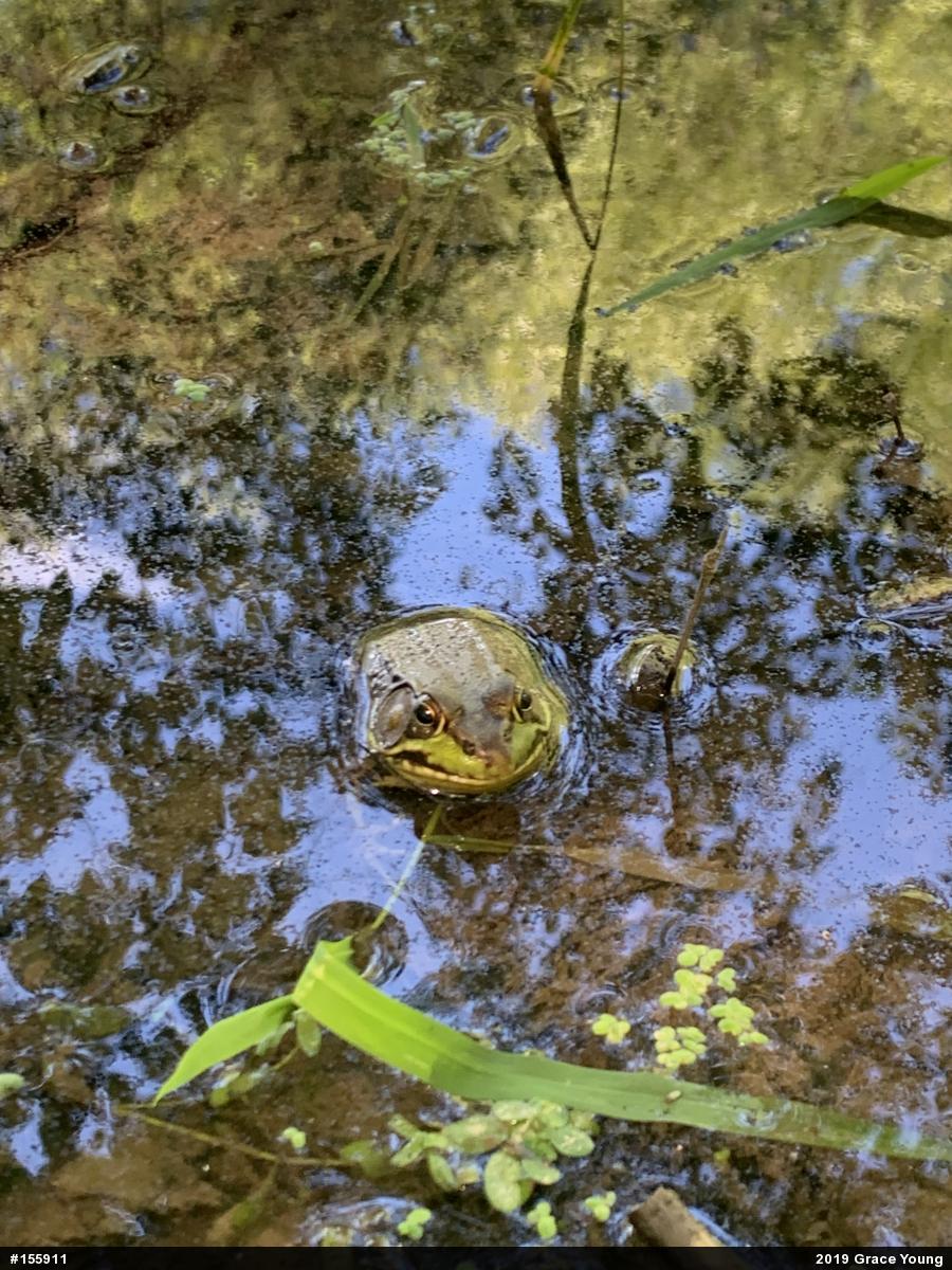 Green Frog