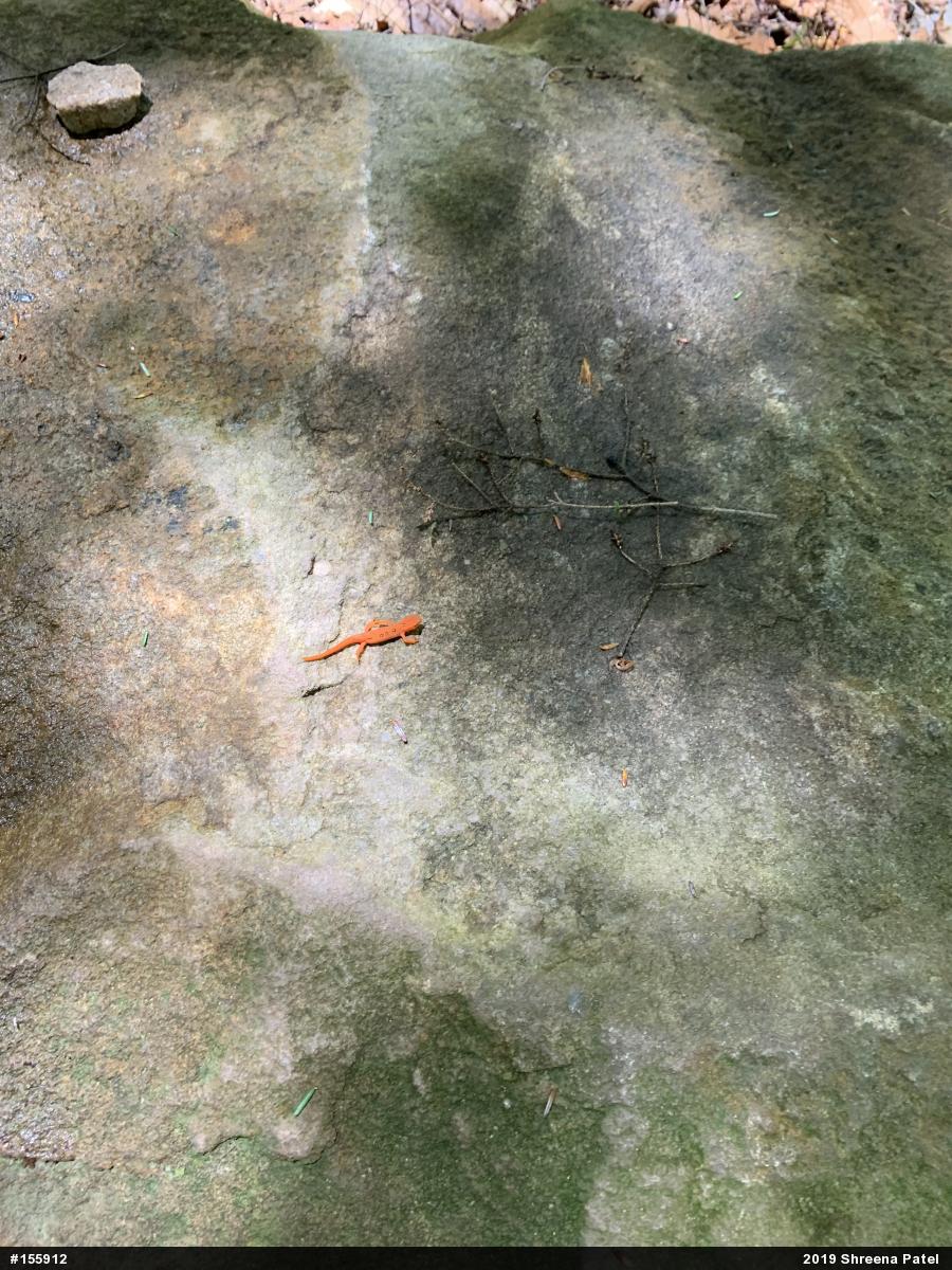 Red-spotted Newt