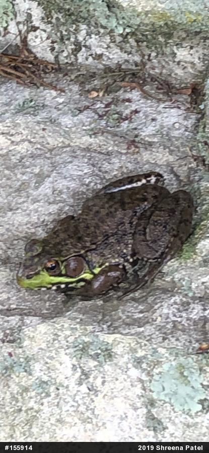 Green Frog