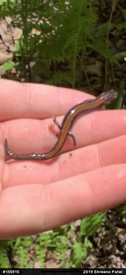 Eastern Red-backed  Salamander