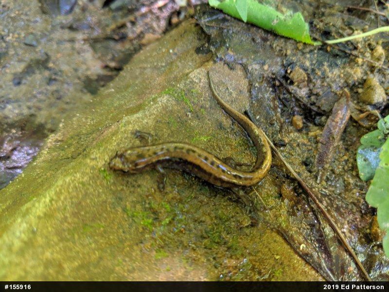 Allegheny Mountain Dusky Salamander