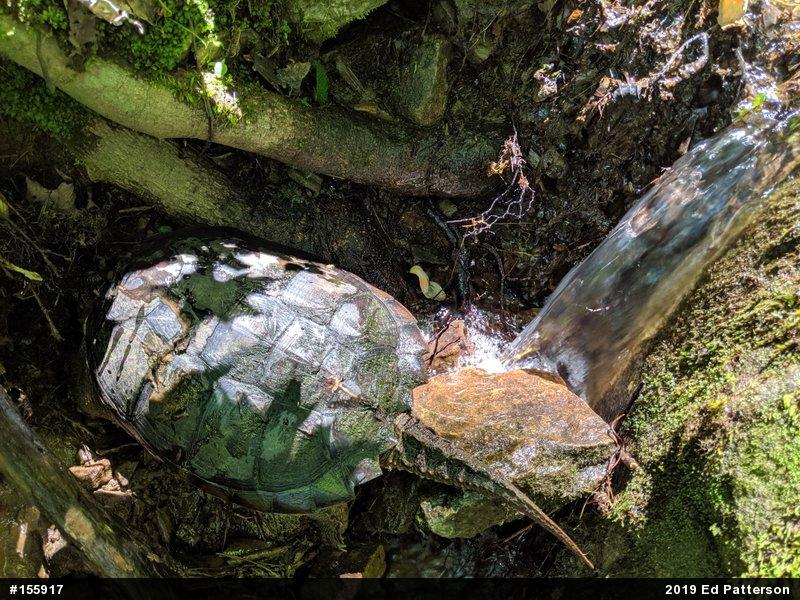 Snapping Turtle